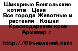 Шикарные Бенгальские котята › Цена ­ 25 000 - Все города Животные и растения » Кошки   . Краснодарский край,Армавир г.